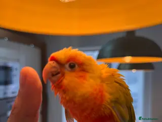 Conures birds Conure Hand Reared Babies Looking for new perches - Advert 2