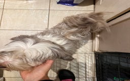 Tibetan Terrier dogs for sale: Beautiful black and white Tibetan Terrier girl  - Advert 1