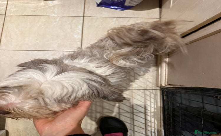 Tibetan Terrier dogs Beautiful black and white Tibetan Terrier girl  - Advert 1