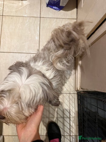 Tibetan Terrier dogs Beautiful black and white Tibetan Terrier girl - Advert 1