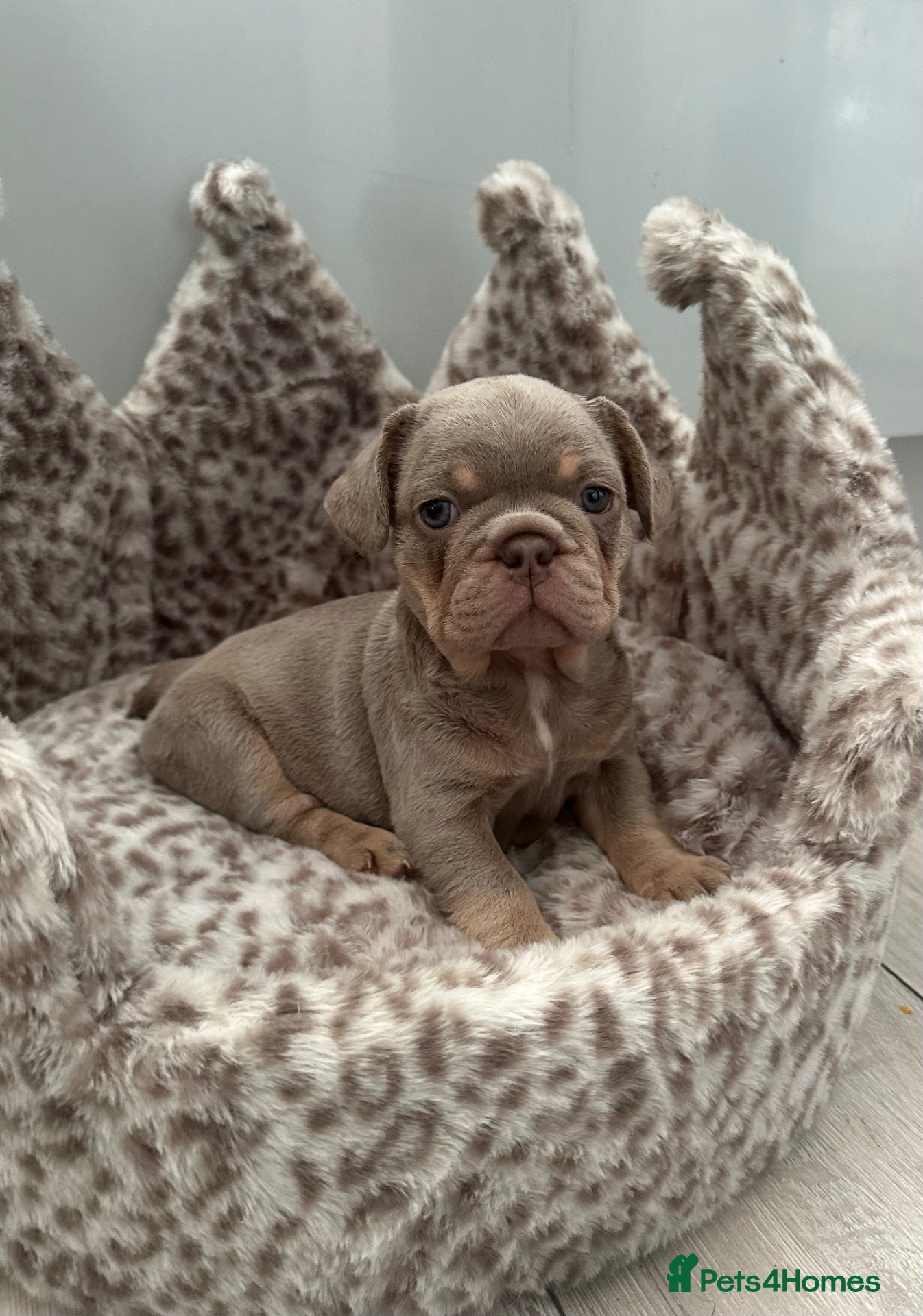 French Bulldog dogs 2 stunning french bulldog boys left - Advert 17