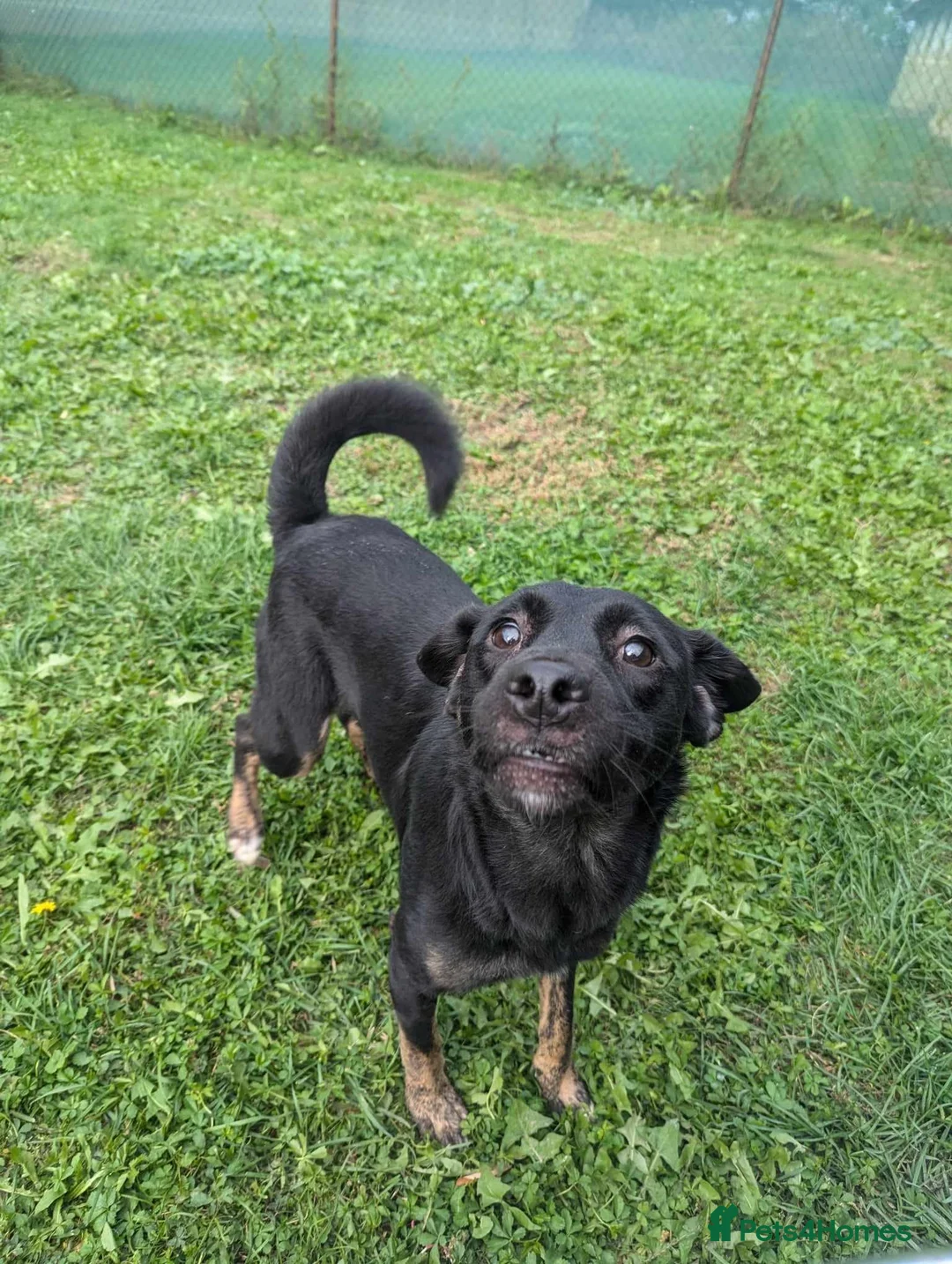Mixed Breed dogs for adoption: Midnight for adoption - Advert 5