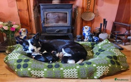 Border Collie dogs for sale: Documented Vet Checked Border Collies for sale - Image 1