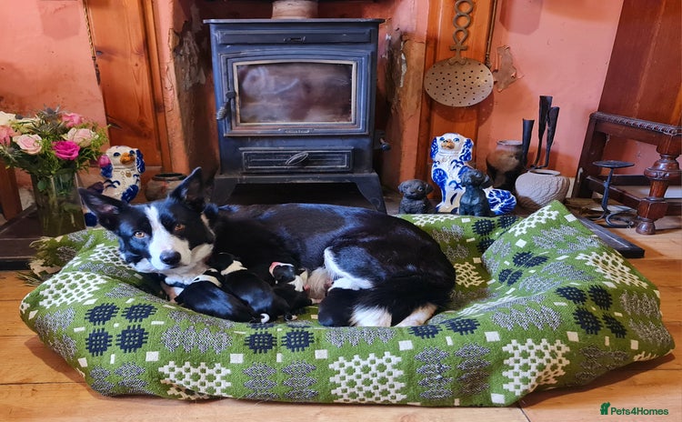 Border Collie dogs - Advert 7