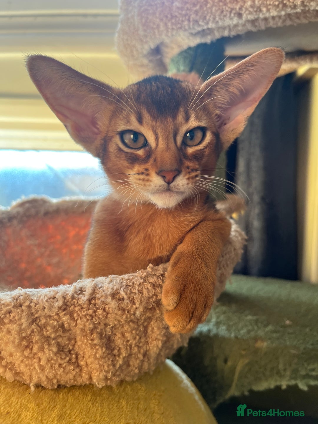 Abyssinian cats for sale: Beautiful Abyssinians kittens - Image 5