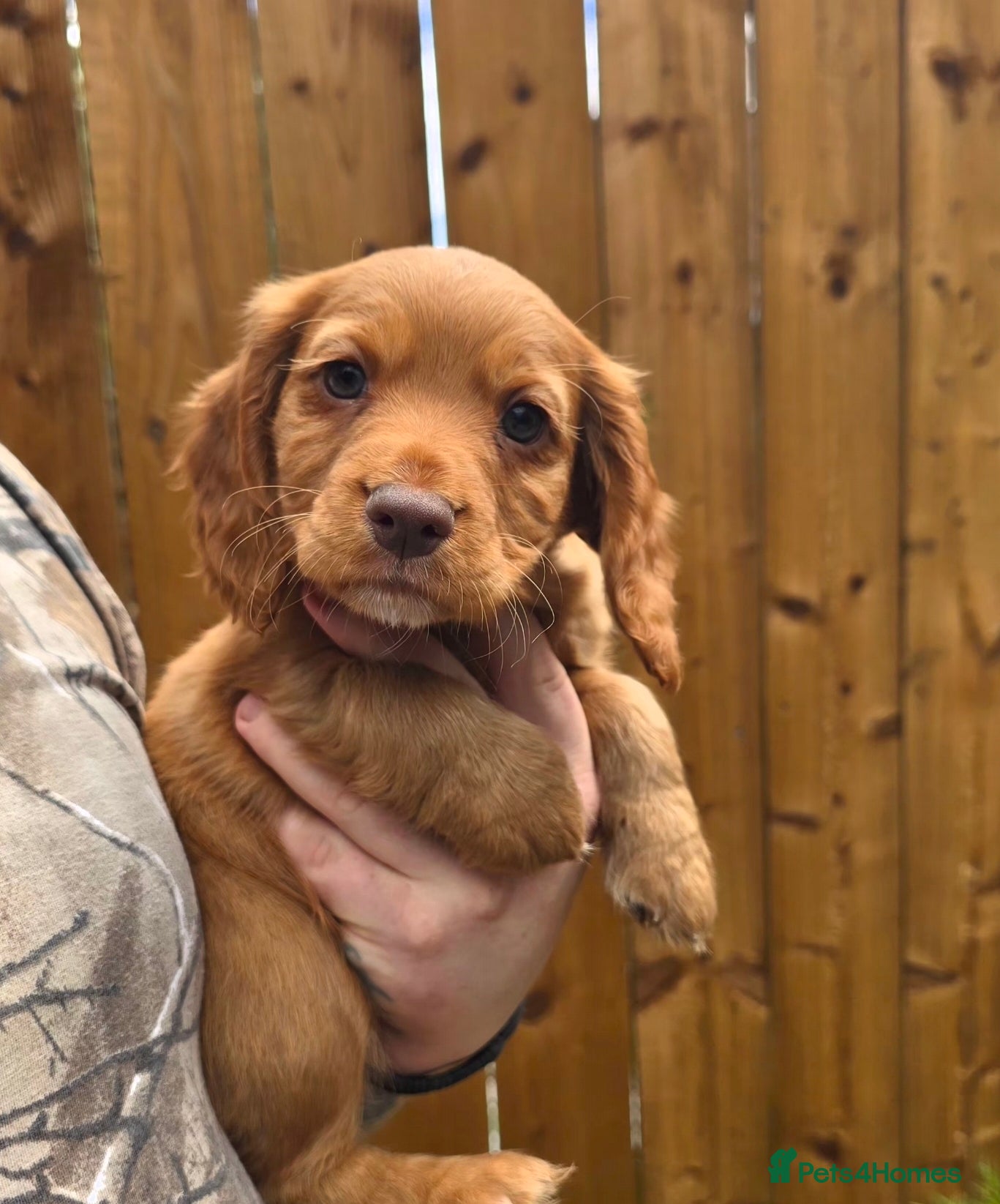 Cocker Spaniel dogs KC REGISTERED FOX RED WORKING COCKER SPANIELS - Advert 4