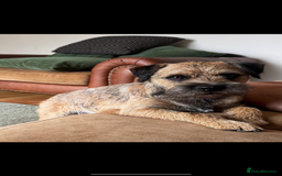 Border Terrier dogs for sale: Outstanding Quality KC Border Terriers  - Image 11
