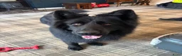 German Shepherd dogs for sale: Shadow 🖤 - Advert 2