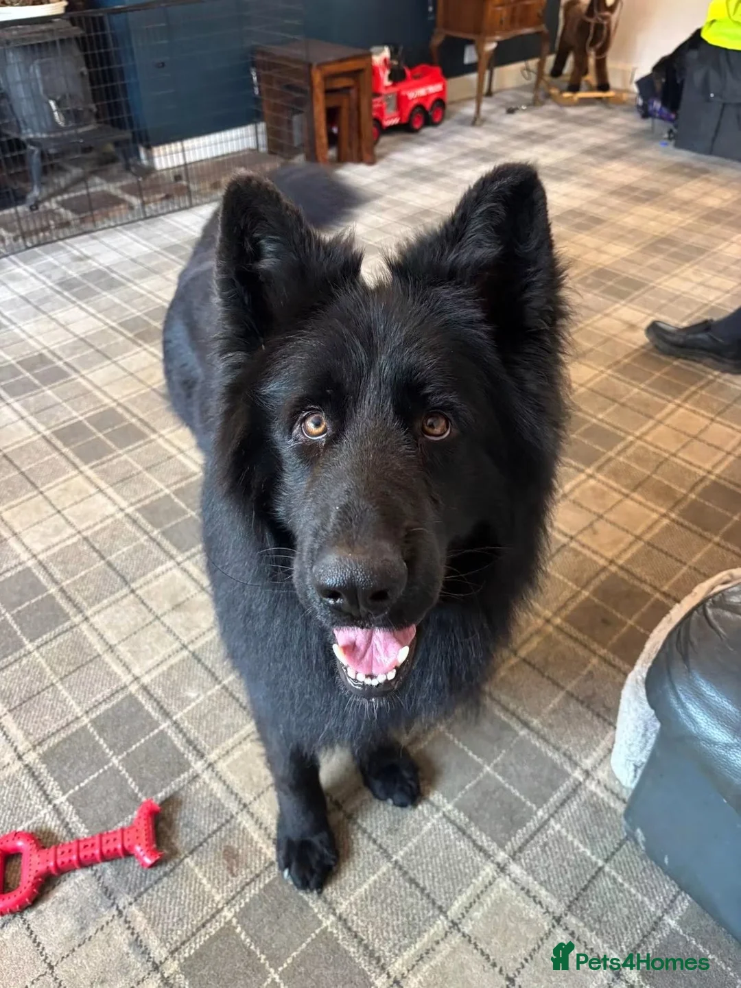 German Shepherd dogs for sale: Shadow 🖤 - Advert 2