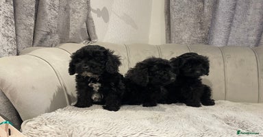 Cockapoo dogs black puppys only black available ready now - Advert 2