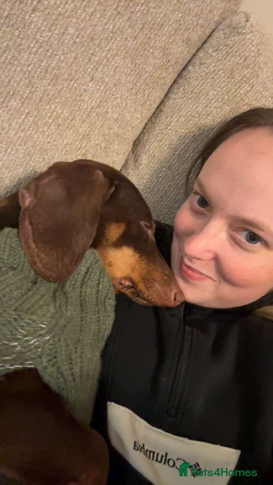Dachshund dogs 10 month old dachshund male  - Advert 1