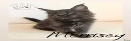 Maine Coon cats for sale: High Smoke, Smoke and Solid Pedigree Maine Coon’s - Advert 21