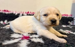 Goldador dogs for sale: 10x Family reared gorgeous Goldador Puppies - Image 13