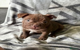 American Bully dogs for sale: American Micro Bully. Ready to go.  - Image 4