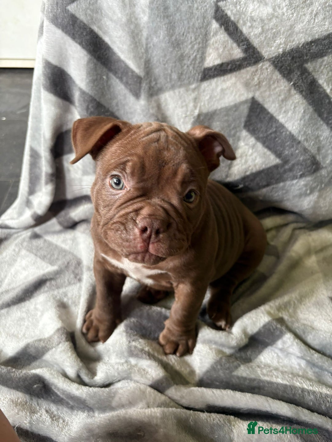 American Bully dogs for sale: American Micro Bully. Ready to go.  - Image 4
