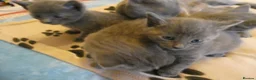 Russian Blue cats for sale: Russian Blue kittens for sale 2 Boys and 2 Girls - Advert 3