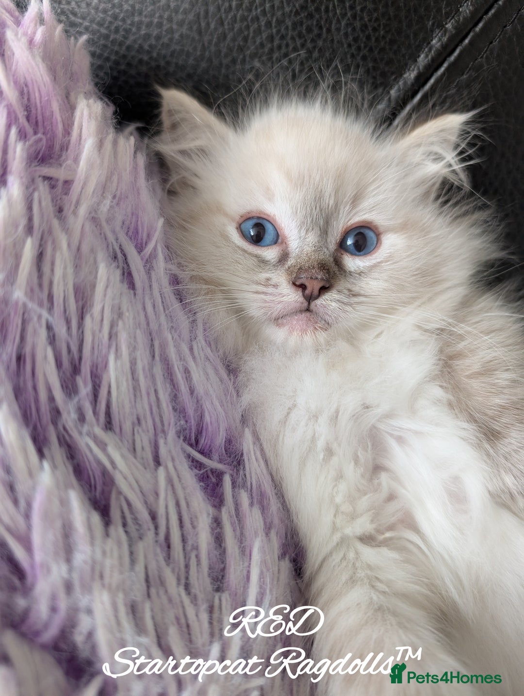Ragdoll cats for sale: GCCF Pedigree Ragdoll Kittens Champion Lines - Advert 29