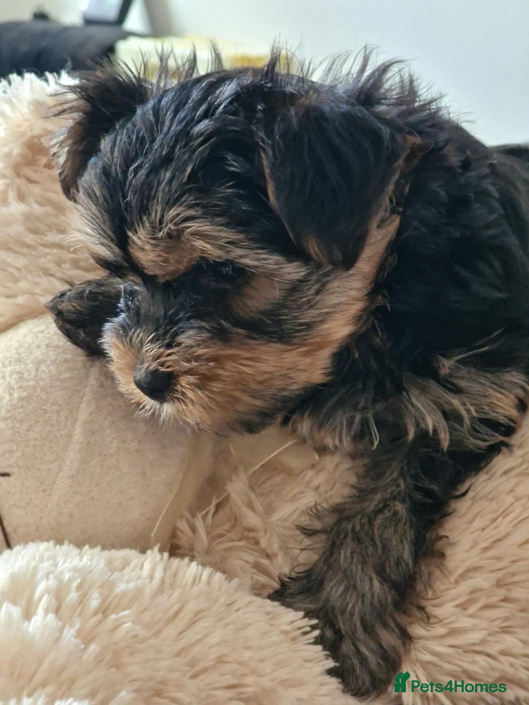 Yorkshire Terrier dogs for sale: Hi Mini Yorkshire Terrier for sale - Image 7