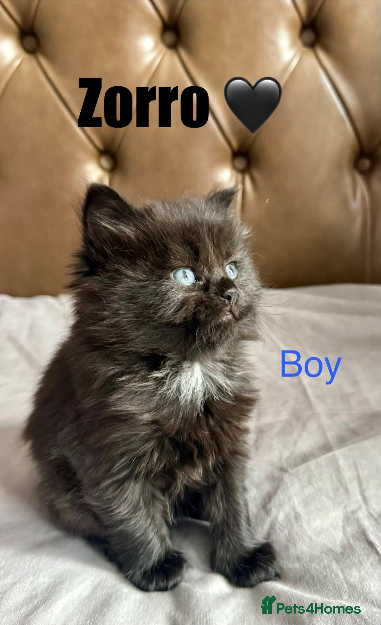 Domestic Shorthair cats URGENT – Kittens Need Loving Homes 🐾 - Advert 6