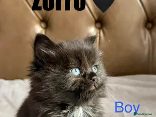 Domestic Shorthair cats URGENT – Kittens Need Loving Homes 🐾 - Advert 6