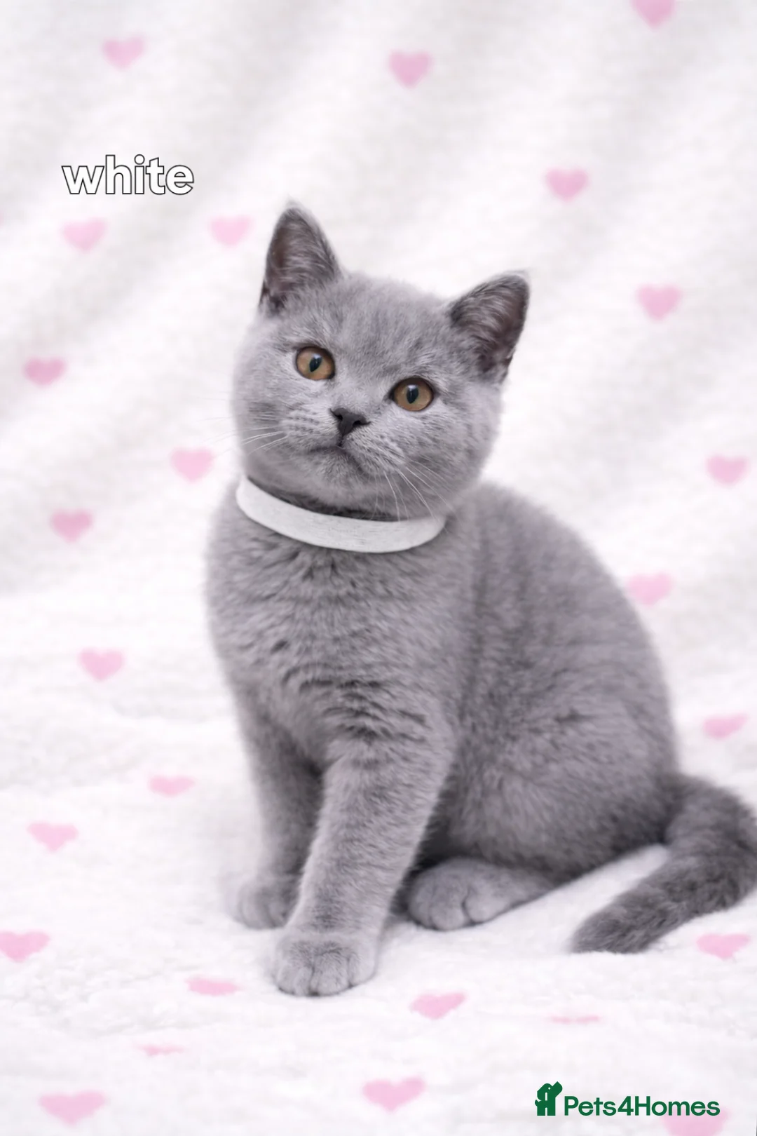 British Shorthair cats for sale: British Shorthair Kittens  – GCCF Active Parents - Advert 5