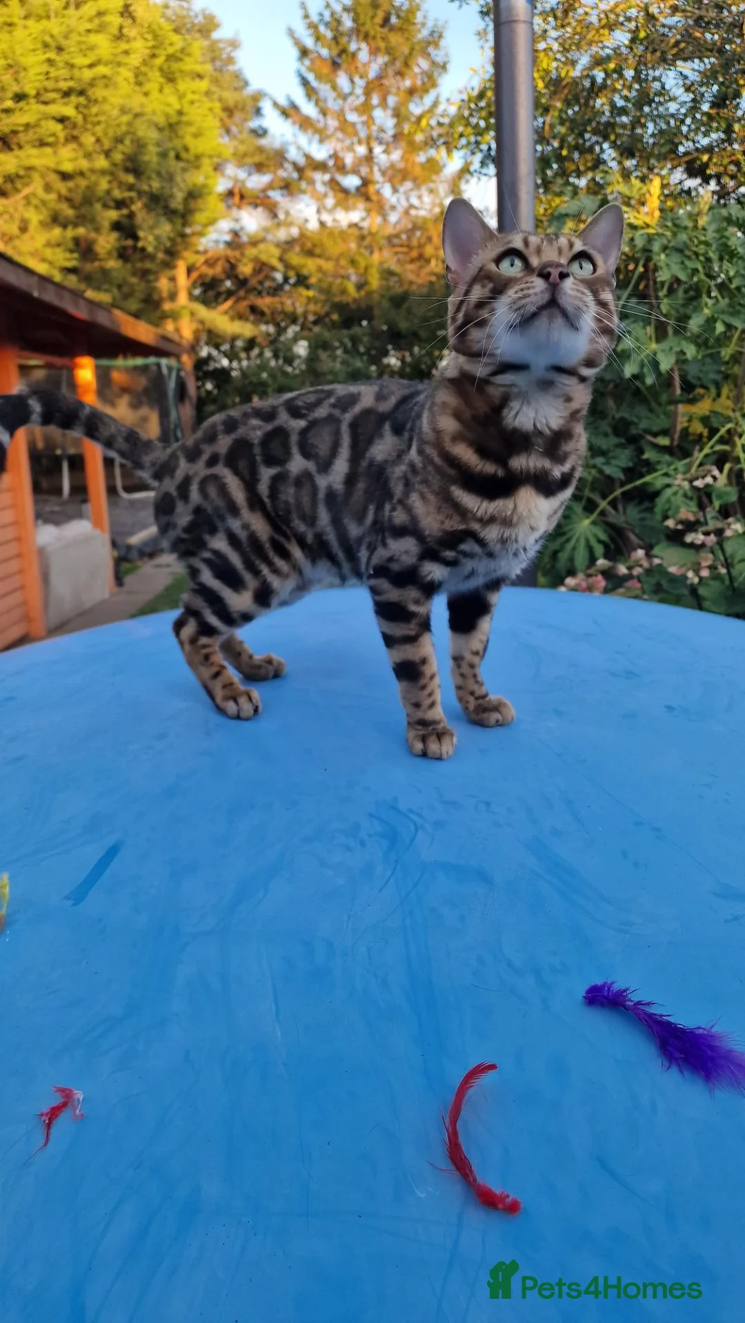 Bengal cats for stud: Bengal cat for stud, Fabio. - Advert 1