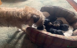 Border Terrier dogs for sale: Border Terrier Puppies For Sale  - Image 4