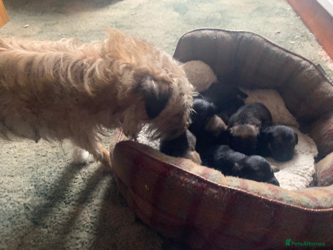 Border Terrier dogs for sale: Border Terrier Puppies For Sale  - Image 4