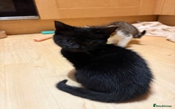 British Shorthair cats for sale: 2 BLACK FEMALE SHORTHAIR KITTENS. READY TO GO! - Image 4