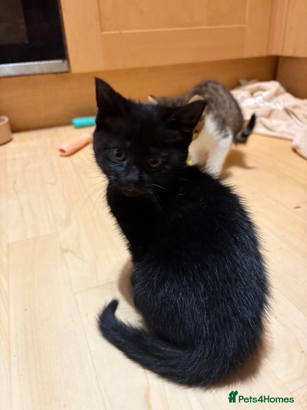 British Shorthair cats for sale: 2 BLACK FEMALE SHORTHAIR KITTENS. READY TO GO! - Image 4
