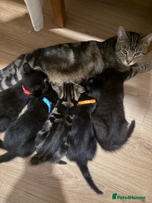 Mixed Breed cats One little baby left!! - Advert 4