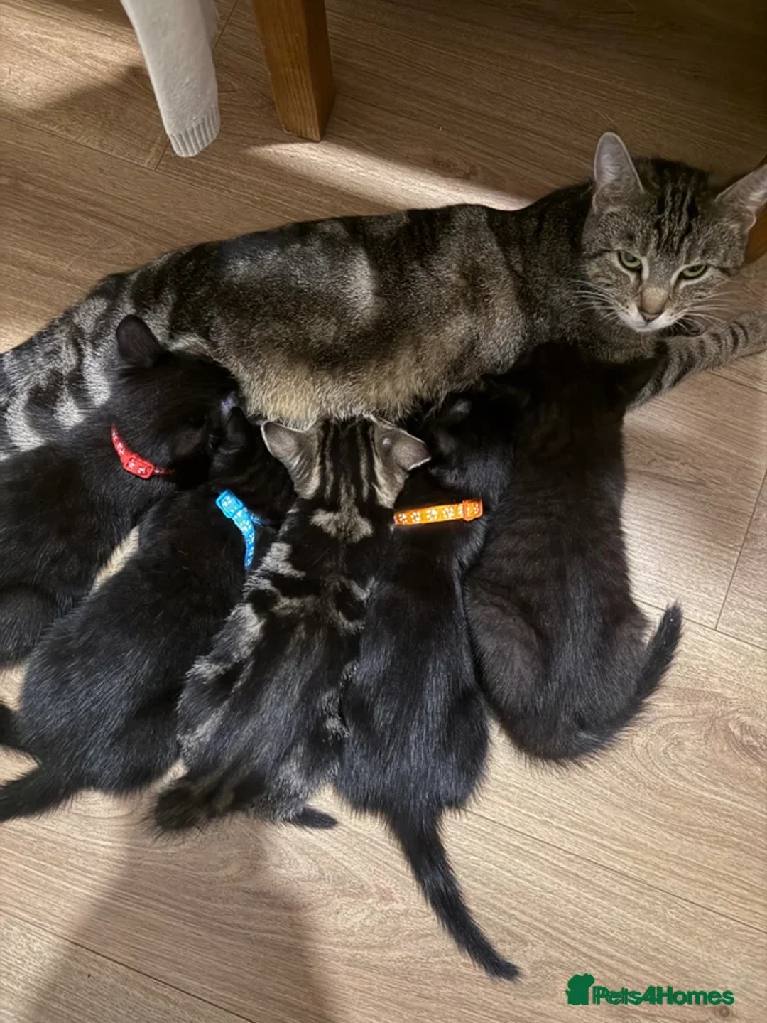 Mixed Breed cats for sale: One little baby left!! - Advert 1
