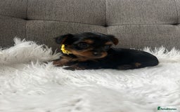 Yorkshire Terrier dogs for sale: Adorable Yorkshire Terrier Puppies✨ - Image 16