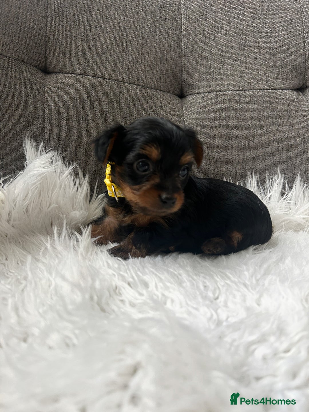 Yorkshire Terrier dogs for sale: Adorable Yorkshire Terrier Puppies✨ - Image 16