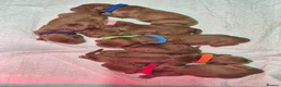Sprocker dogs for sale: Fox red sprocker puppies - Advert 5