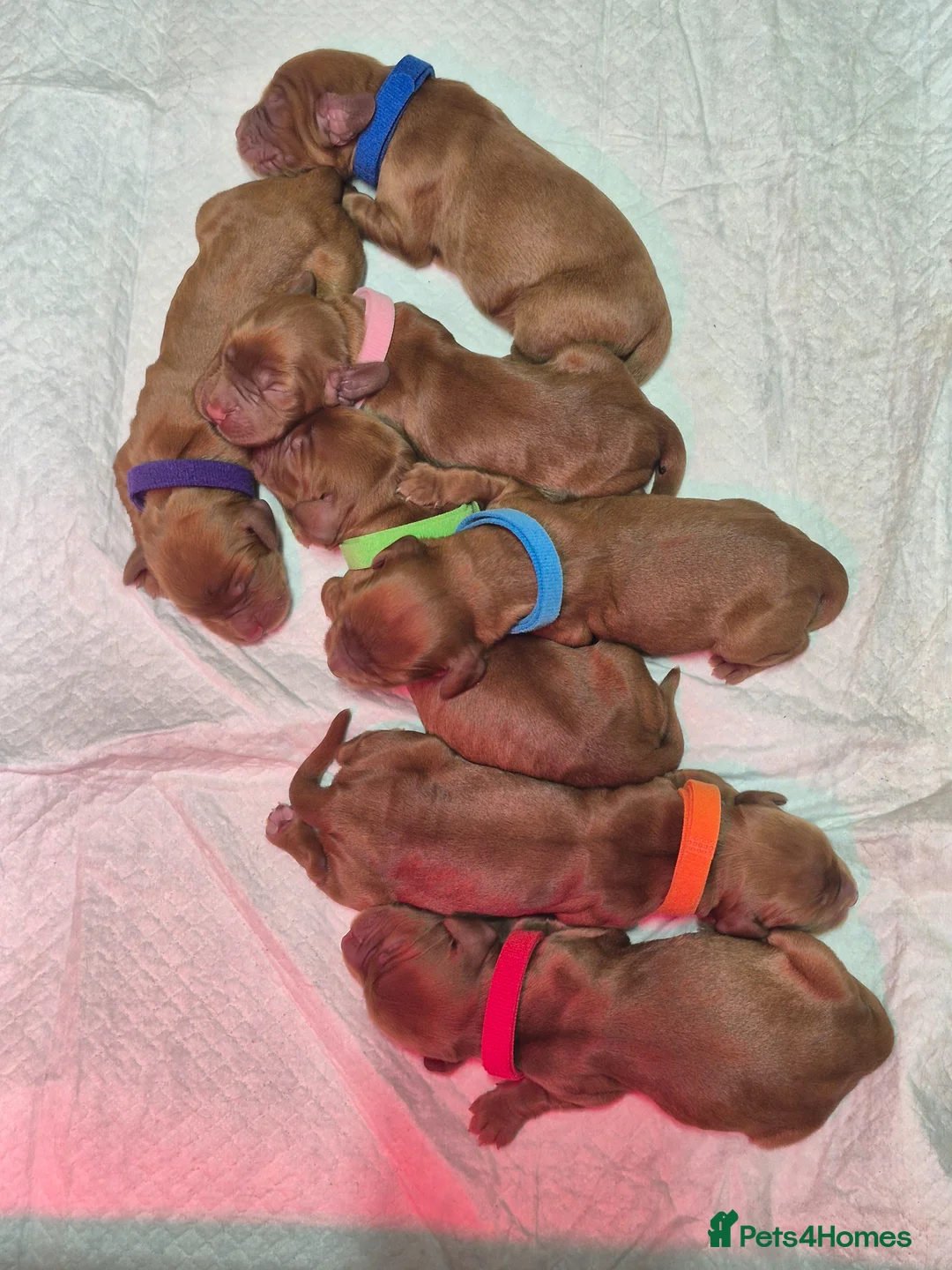 Sprocker dogs for sale: Fox red sprocker puppies - Advert 5