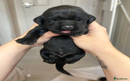 Springador dogs for sale: 3/4 Labrador (Springador x Labrador) Pups for Sale - Image 29