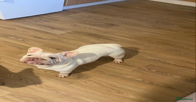 French Bulldog dogs  Ivy Big R O P E  🧬  - Advert 5