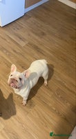 French Bulldog dogs Ivy Big R O P E 🧬 - Advert 5