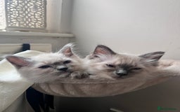 Ragdoll cats for sale: Milo & Mila my beloved cats  - Image 15