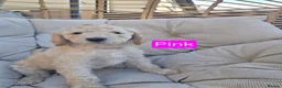 Labradoodle dogs for sale: Standard Multigeneration Labradoodle Backcross - Advert 7