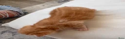 Mixed Breed cats for sale: 6 Absolutely Gorgeous Kittens!  - Advert 13