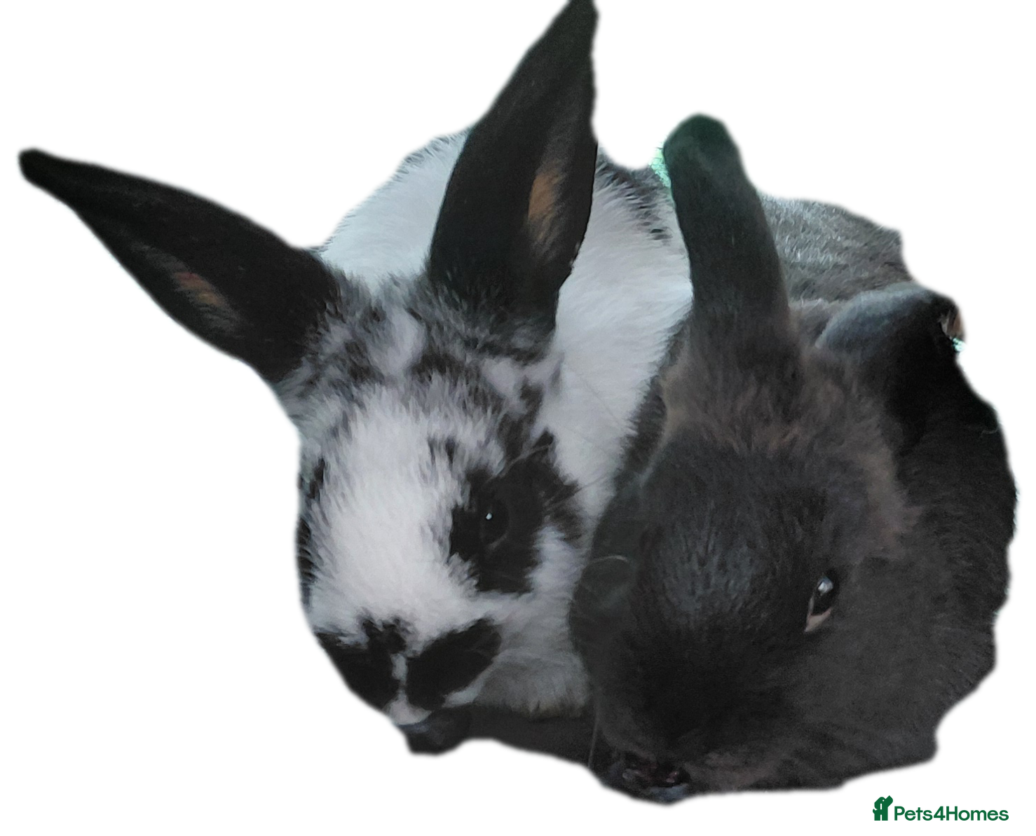 Mixed Breed rabbits 16 week old bucks - Advert 3