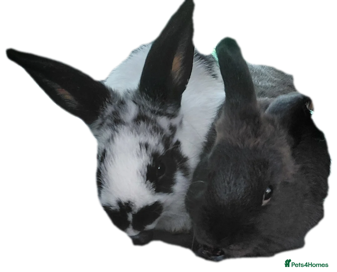 Mixed Breed rabbits for sale: 16 week old bucks - Advert 1