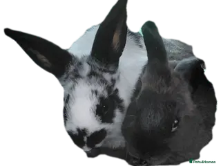 Mixed Breed rabbits 16 week old bucks - Advert 1