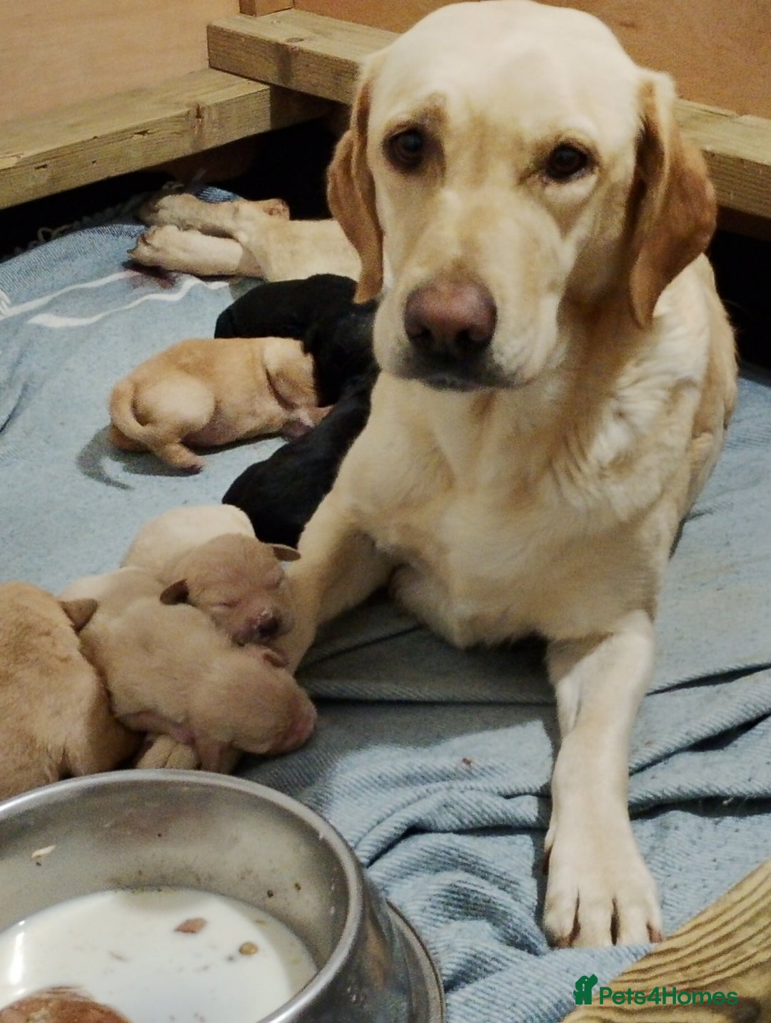 Labrador Retriever dogs for sale: Labrador Puppies for sale  - Advert 1