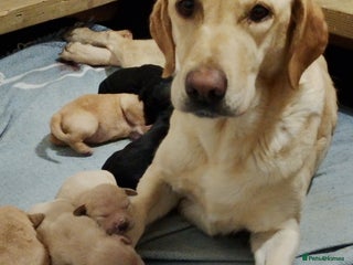 Labrador Retriever dogs Labrador Puppies for sale - Advert 1