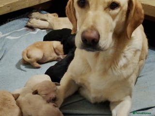 Labrador Retriever dogs Labrador Puppies for sale - Advert 20