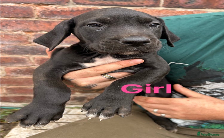 Mixed Breed dogs - Advert 2