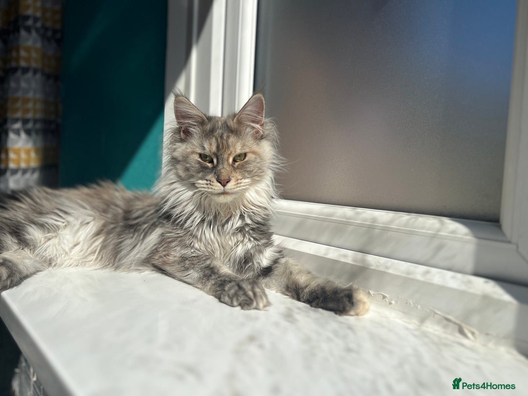 Maine Coon cats for sale: Registered pedigree maine coon for sale - Advert 2